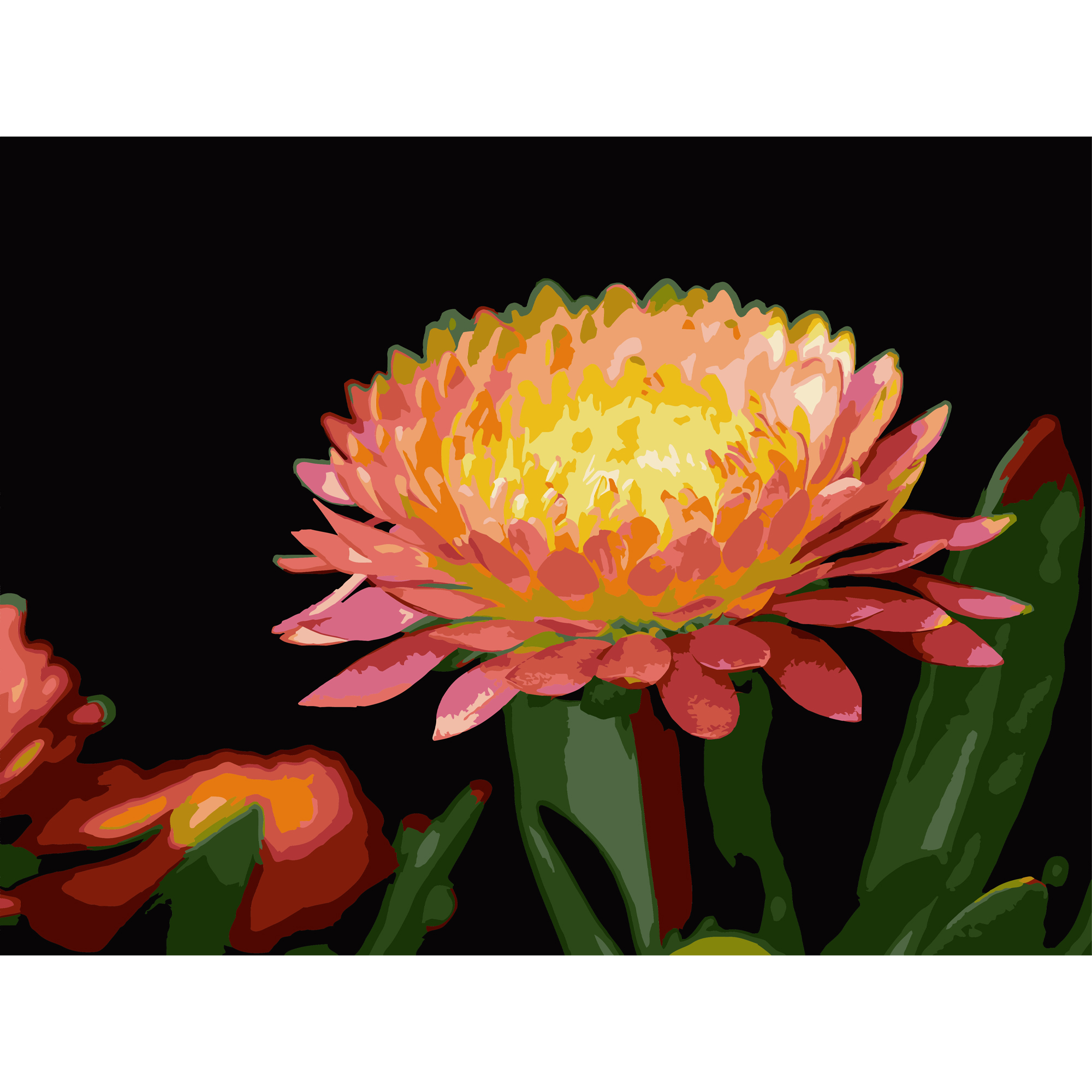 Картина по номерам Strateg Цветок герберы на черном фоне 30Х40 (FH-28)